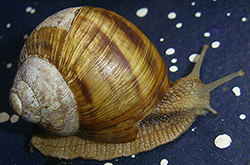 H. thessalica. Фото 153