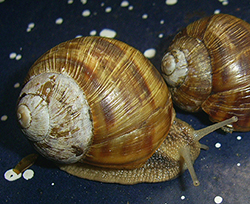 H. thessalica. Фото 155