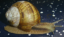 H. thessalica. Фото 157