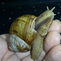 H. thessalica. Фото 161