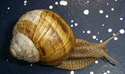 H. thessalica. Фото 163