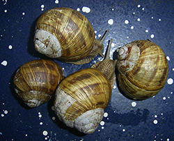 H. thessalica. Фото 164