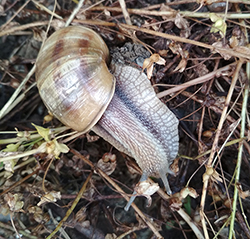 H. thessalica. Фото 96