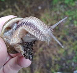 H. thessalica. Фото 98