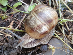 H. thessalica. Фото 100