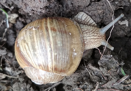 H. thessalica. Фото 102