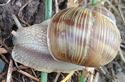 H. thessalica. Фото 104