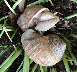 H. thessalica. Фото 106