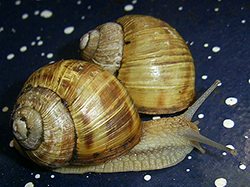 H. thessalica. Фото 110