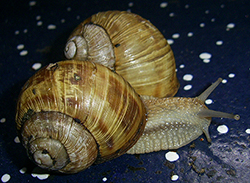 H. thessalica. Фото 112