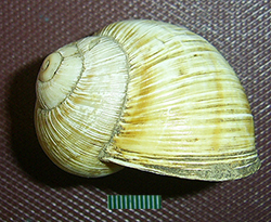 H. thessalica. Фото 14