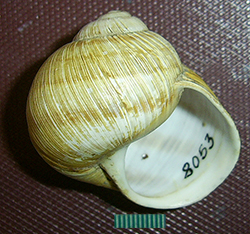 H. thessalica. Фото 16