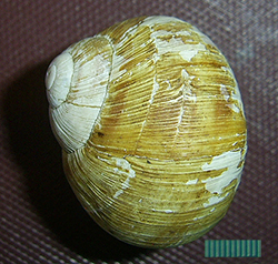 H. thessalica. Фото 18