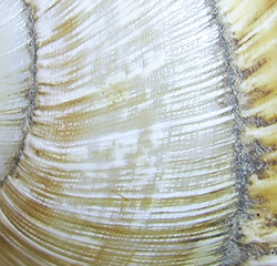 H. thessalica. Фото 20