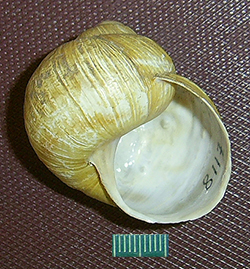 H. thessalica. Фото 22