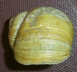 H. thessalica. Фото 24