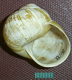 H. thessalica. Фото 26