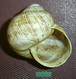 H. thessalica. Фото 28