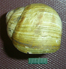 H. thessalica. Фото 32