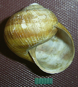 H. thessalica. Фото 34