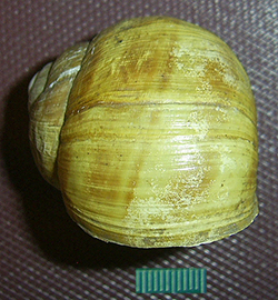 H. thessalica. Фото 36