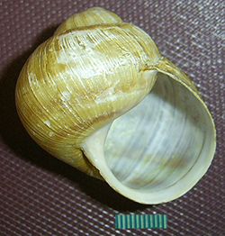 H. thessalica. Фото 38