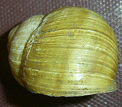 H. thessalica. Фото 40