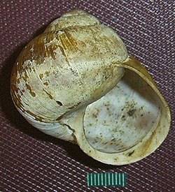 H. thessalica. Фото 42