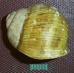 H. thessalica. Фото 44