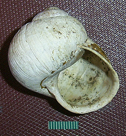 H. thessalica. Фото 46