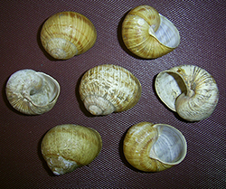 H. thessalica. Фото 48