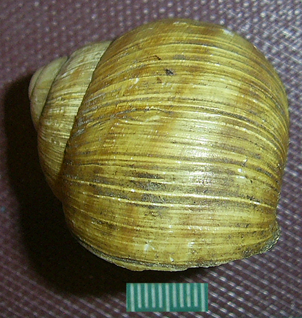 H. thessalica. Фото 52