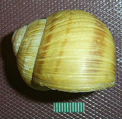 H. thessalica. Фото 54