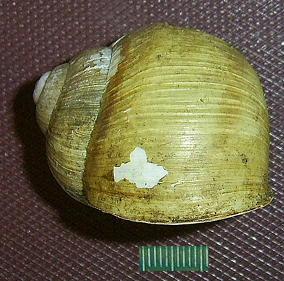 H. thessalica. Фото 56