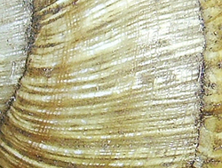 H. thessalica. Фото 58