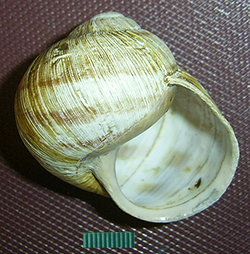 H. thessalica. Фото 60