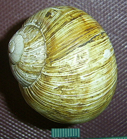 H. thessalica. Фото 62