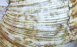 H. thessalica. Фото 66