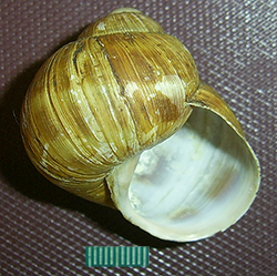 H. thessalica. Фото 68