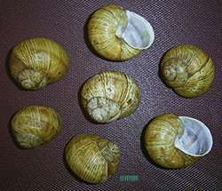 H. thessalica. Фото 72