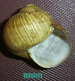 H. thessalica. Фото 74