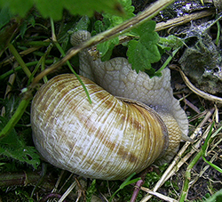 H. thessalica. Фото 08