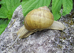 H. thessalica. Фото 10