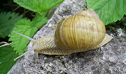 H. thessalica. Фото 12