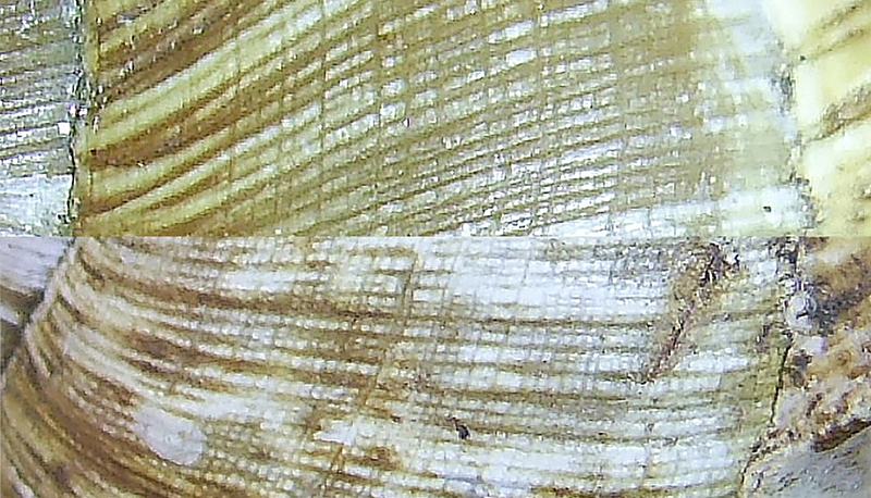 Скульптура на межі обертів: зверху Helix pomatia, знизу Helix thessalica