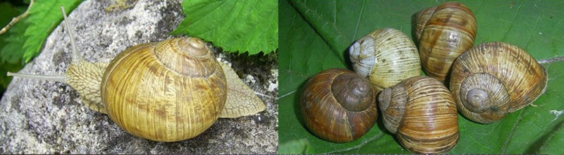 Ліворуч на фото – Helix thessalica, праворуч – Helix pomatia.
