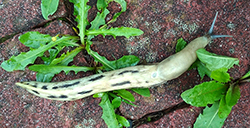 L. cinereoniger. Фото 27