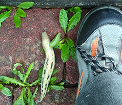 L. cinereoniger. Фото 29