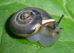 M. cartusiana. Фото 31