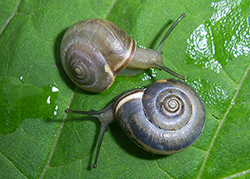 M. cartusiana. Фото 33